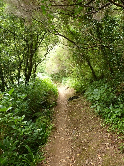 05.08.2012 Folhadal PR 17 — Auf der Levada do Norte im Folhadal — Foto 7