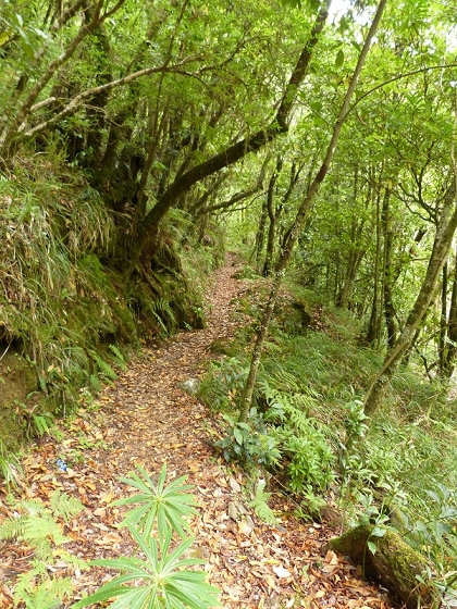 05.08.2012 Folhadal PR 17 — Aufstieg zur Levada do Plaino Velho und auf der Levada do Plaino Velho bis zur Schotterpiste — Foto 2