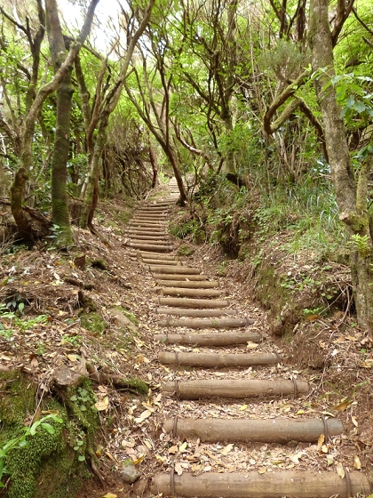 05.08.2012 Folhadal PR 17 — Aufstieg zur Levada do Plaino Velho und auf der Levada do Plaino Velho bis zur Schotterpiste — Foto 3