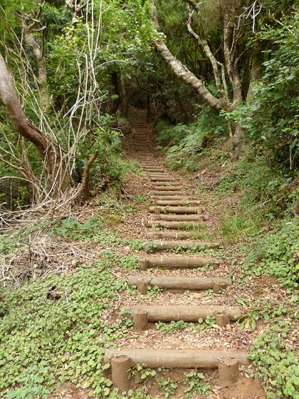 05.08.2012 Folhadal PR 17 — Aufstieg zur Levada do Plaino Velho und auf der Levada do Plaino Velho bis zur Schotterpiste — Foto 4