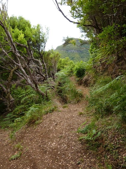 05.08.2012 Folhadal PR 17 — Aufstieg zur Levada do Plaino Velho und auf der Levada do Plaino Velho bis zur Schotterpiste — Foto 14