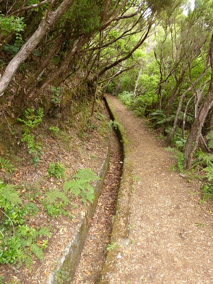 05.08.2012 Folhadal PR 17 — Aufstieg zur Levada do Plaino Velho und auf der Levada do Plaino Velho bis zur Schotterpiste — Foto 15