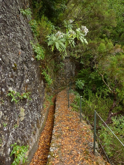 05.08.2012 Folhadal PR 17 — Aufstieg zur Levada do Plaino Velho und auf der Levada do Plaino Velho bis zur Schotterpiste — Foto 20