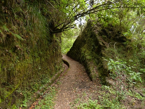 05.08.2012 Folhadal PR 17 — Aufstieg zur Levada do Plaino Velho und auf der Levada do Plaino Velho bis zur Schotterpiste — Foto 24
