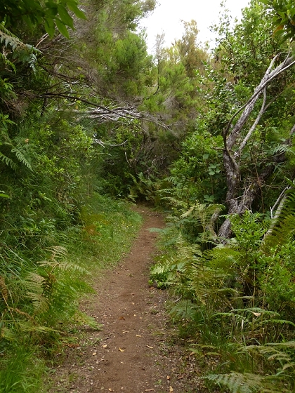 05.08.2012 Folhadal PR 17 — Aufstieg zur Levada do Plaino Velho und auf der Levada do Plaino Velho bis zur Schotterpiste — Foto 31