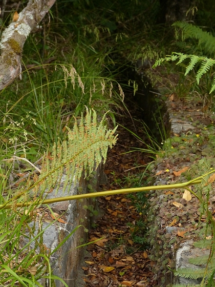 05.08.2012 Folhadal PR 17 — Von der Schotterpiste auf die Levada do Plaino Velho und zurück — Foto 3