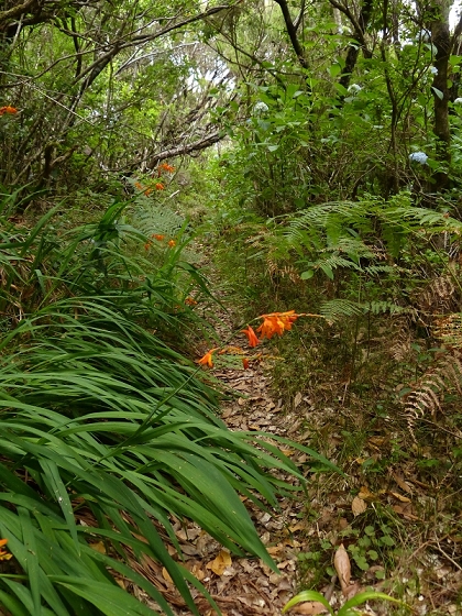 05.08.2012 Folhadal PR 17 — Von der Schotterpiste auf die Levada do Plaino Velho und zurück — Foto 5