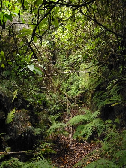 05.08.2012 Folhadal PR 17 — Von der Schotterpiste auf die Levada do Plaino Velho und zurück — Foto 14