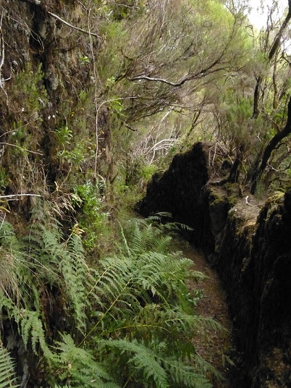 05.08.2012 Folhadal PR 17 — Von der Schotterpiste auf die Levada do Plaino Velho und zurück — Foto 15