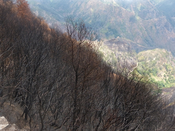 05.08.2012 Folhadal PR 17 — Vom Pinaculo zur ER-110 (kurz nach den Waldbränden) — Foto 6