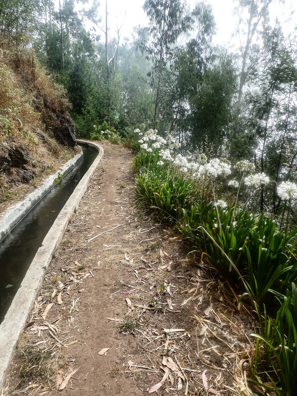 05.08.2021 Auf einem der schönsten Abschnitte der Levada Nova zwischen Arco Calheta und Canhas — Ziemlich ausgesetzt bis zur ersten Bachpassage — Foto 5
