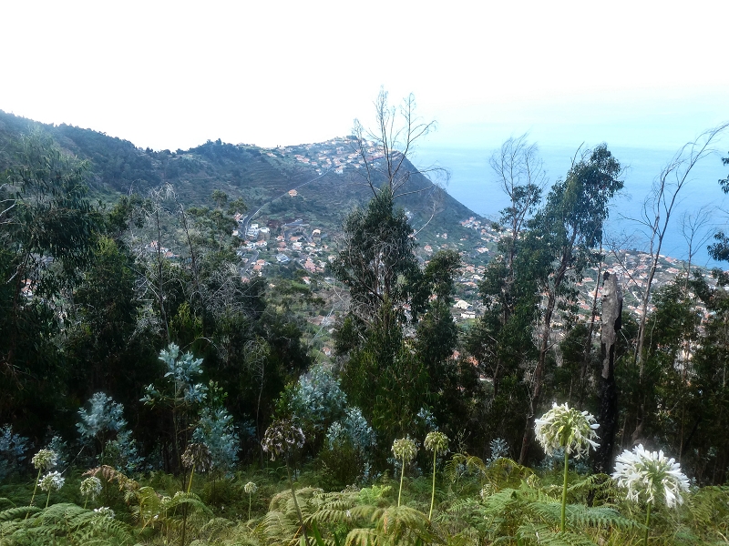 05.08.2021 Auf einem der schönsten Abschnitte der Levada Nova zwischen Arco Calheta und Canhas — Typischer Nova-Verlauf zu Beginn — Foto 3