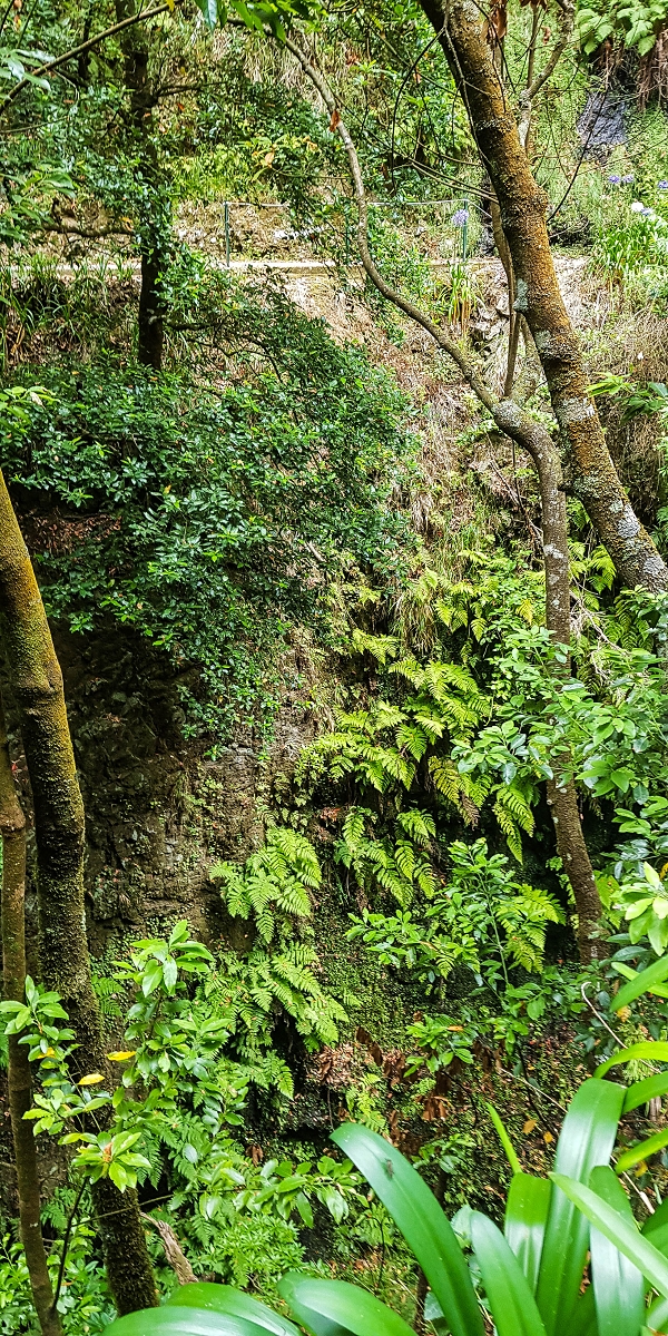 05.08.2021 Auf einem der schönsten Abschnitte der Levada Nova zwischen Arco Calheta und Canhas — Über die zweite zur dritten Bachpassage — Foto 6
