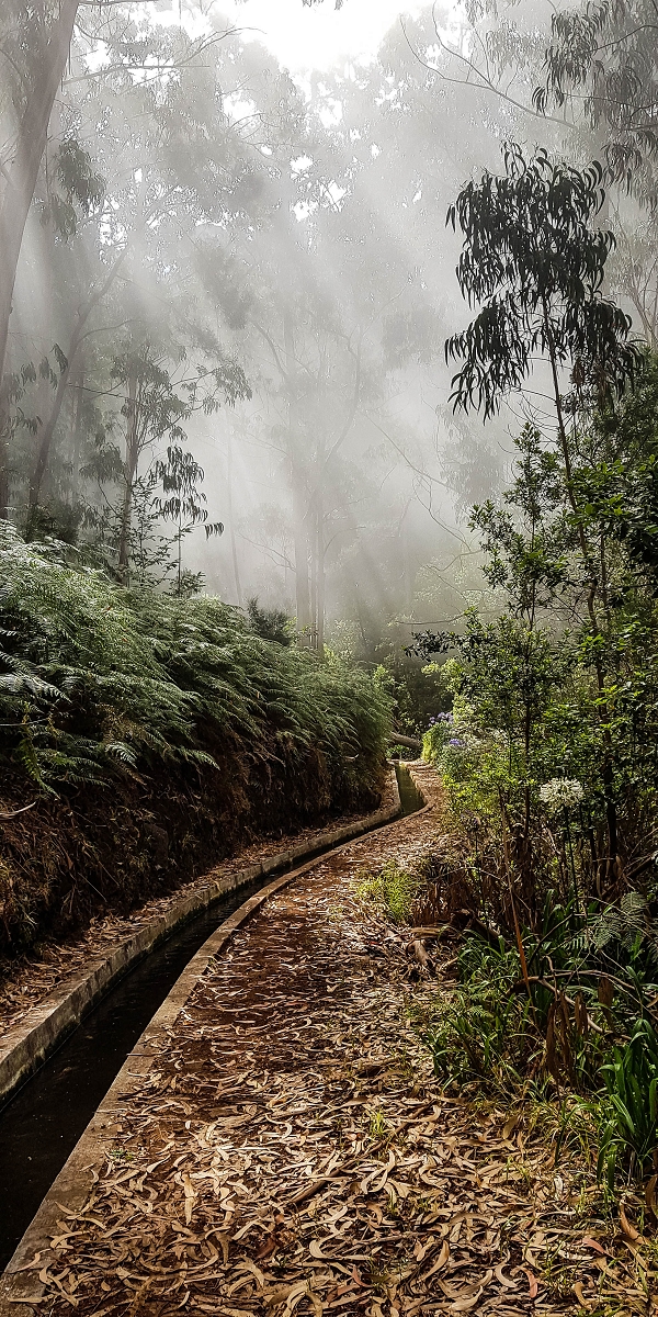 05.08.2021 Auf einem der schönsten Abschnitte der Levada Nova zwischen Arco Calheta und Canhas — Über die zweite zur dritten Bachpassage — Foto 9