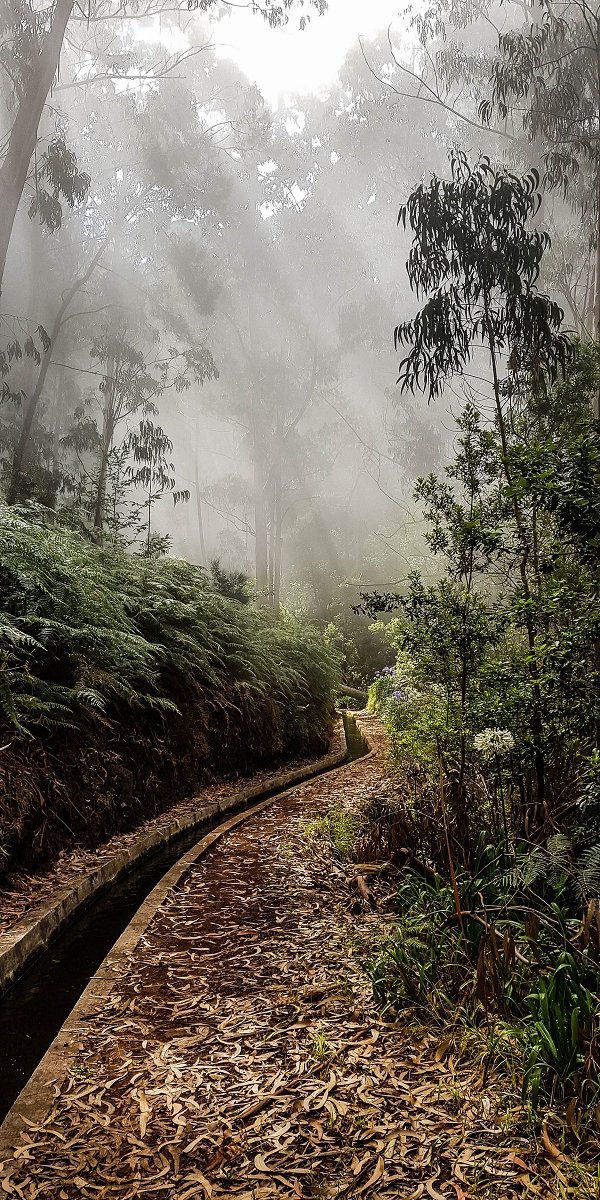 05.08.2021 Auf einem der schönsten Abschnitte der Levada Nova zwischen Arco Calheta und Canhas — Über die zweite zur dritten Bachpassage — Foto 11