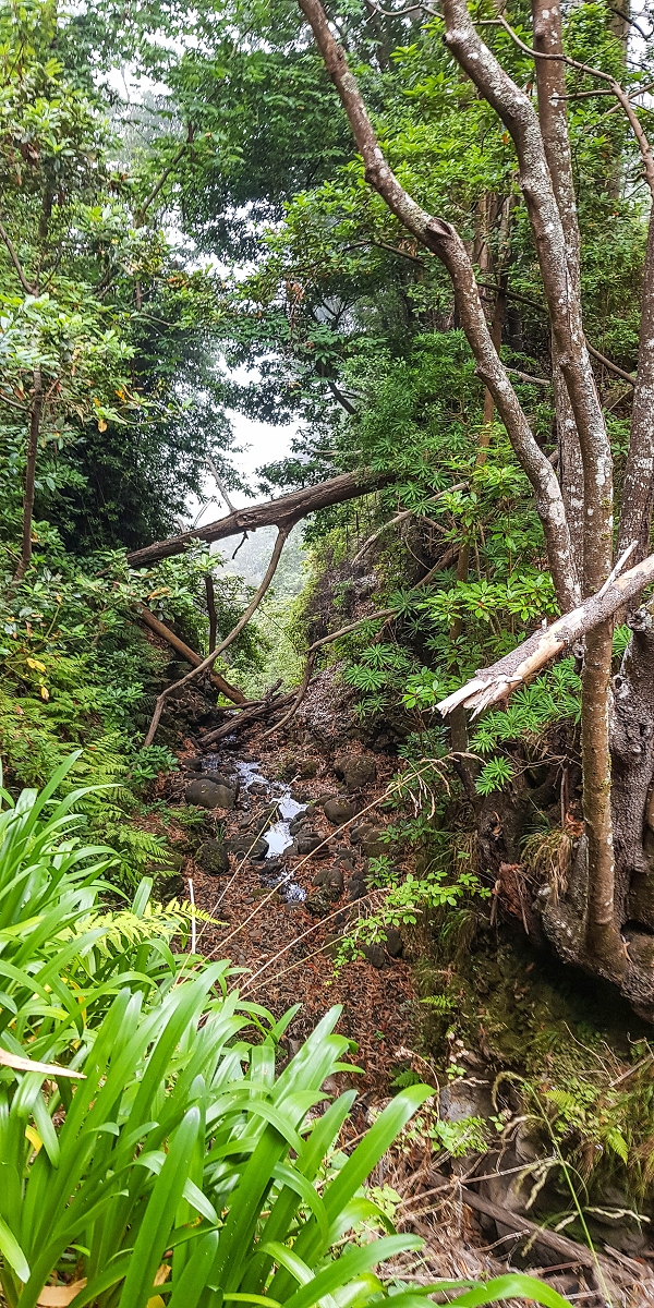 Levada Nova — On above the gorge towards Barreiro e Feiteiras — photo 3
