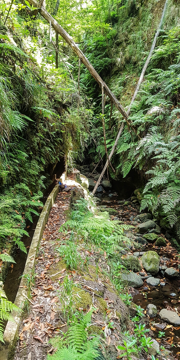 05.08.2021 Auf einem der schönsten Abschnitte der Levada Nova zwischen Arco Calheta und Canhas — Zurück zur mittleren Bachpassage — Foto 8