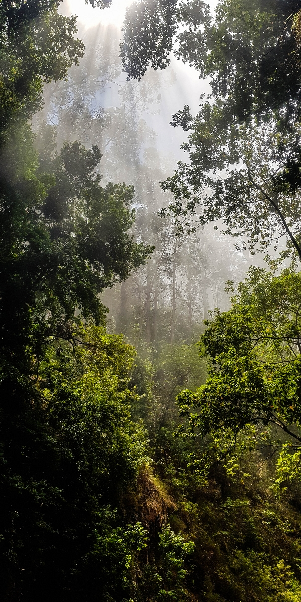 05.08.2021 Auf einem der schönsten Abschnitte der Levada Nova zwischen Arco Calheta und Canhas — Willkommen im Paradies — Foto 1