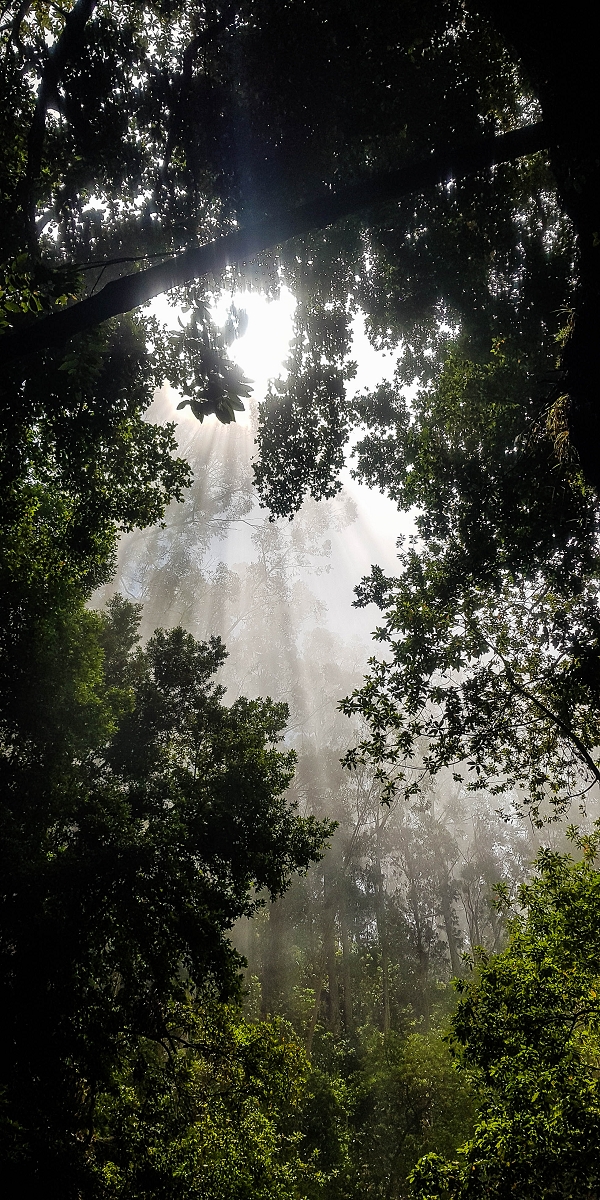 05.08.2021 Auf einem der schönsten Abschnitte der Levada Nova zwischen Arco Calheta und Canhas — Willkommen im Paradies — Foto 2