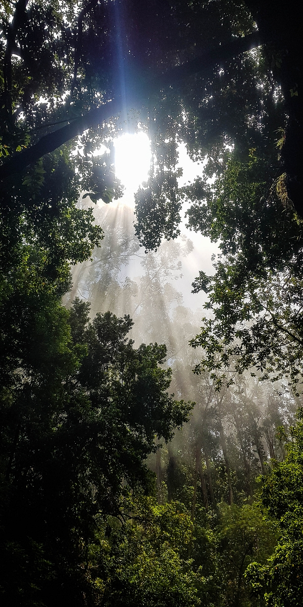 05.08.2021 Auf einem der schönsten Abschnitte der Levada Nova zwischen Arco Calheta und Canhas — Willkommen im Paradies — Foto 3