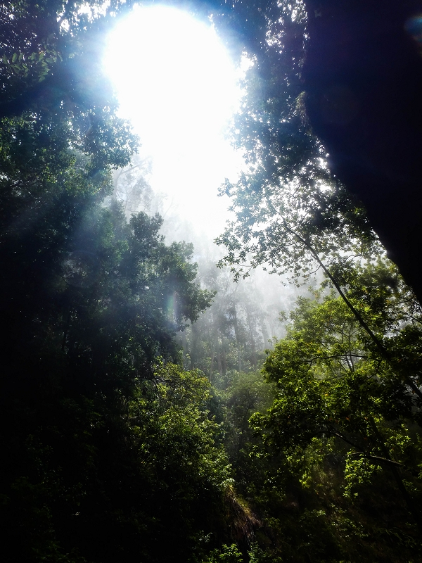 05.08.2021 Auf einem der schönsten Abschnitte der Levada Nova zwischen Arco Calheta und Canhas — Willkommen im Paradies — Foto 4