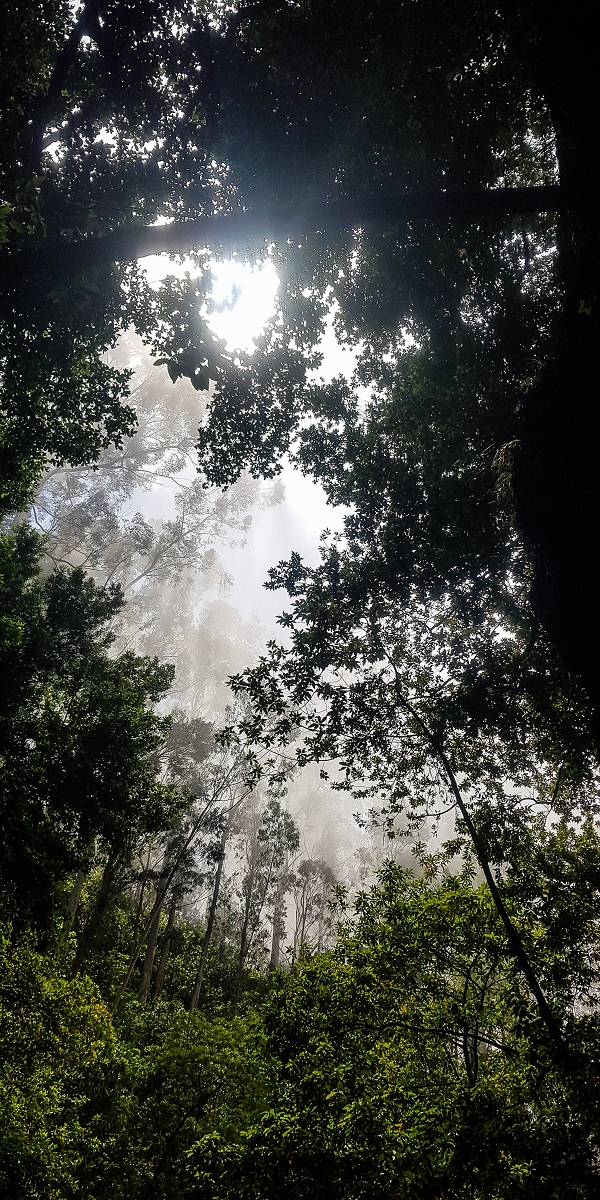 05.08.2021 Auf einem der schönsten Abschnitte der Levada Nova zwischen Arco Calheta und Canhas — Willkommen im Paradies — Foto 5
