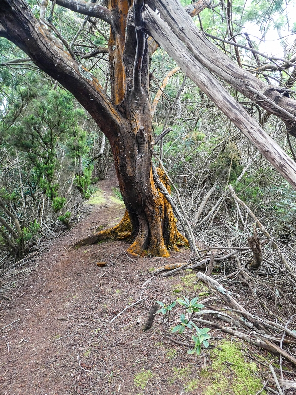 06.05.2019 Über den Pico da Coroa und die Boca do Risco — Auf dem Estrada Florestal da Serra das Funduras zu dessen Ende und zum Aussichtspunkt über Ribeira Seca — Foto 26