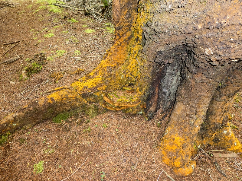 06.05.2019 Über den Pico da Coroa und die Boca do Risco — Auf dem Estrada Florestal da Serra das Funduras zu dessen Ende und zum Aussichtspunkt über Ribeira Seca — Foto 27