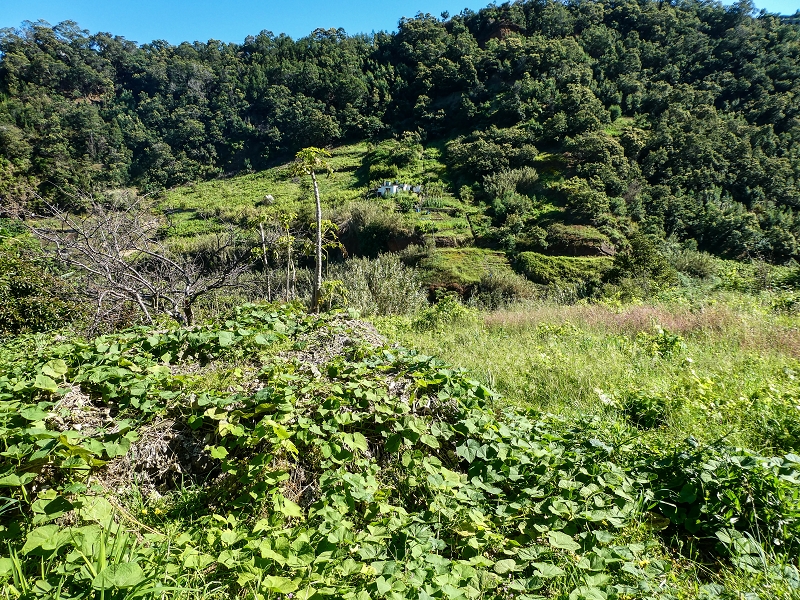 06.05.2019 Über den Pico da Coroa und die Boca do Risco — Von Maiata über Mostardal zur Levada da Fajazinha und zum Reservoir — Foto 13