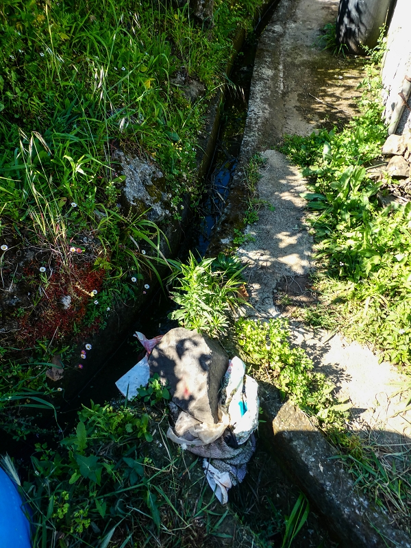 06.05.2019 Über den Pico da Coroa und die Boca do Risco — Von Maiata über Mostardal zur Levada da Fajazinha und zum Reservoir — Foto 14