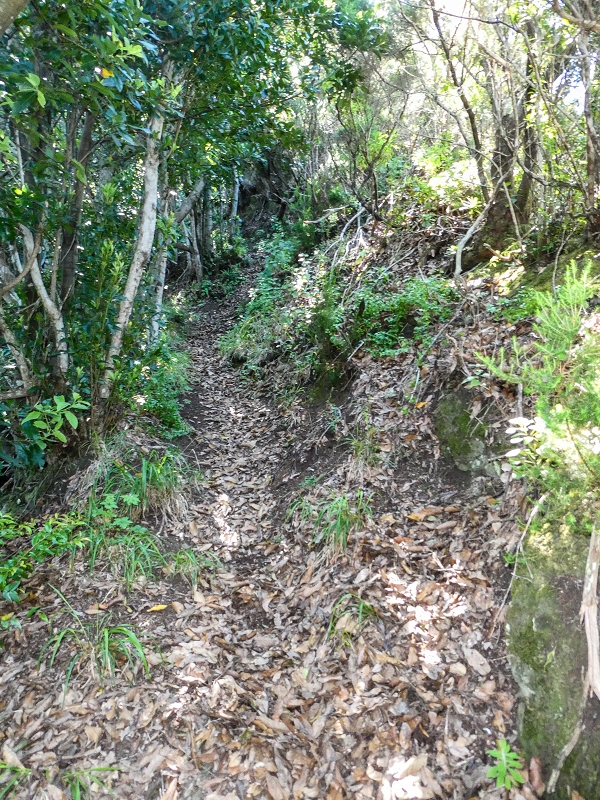 06.05.2019 Über den Pico da Coroa und die Boca do Risco — Weiter auf der steilen Vereda do Lombinho — Foto 11