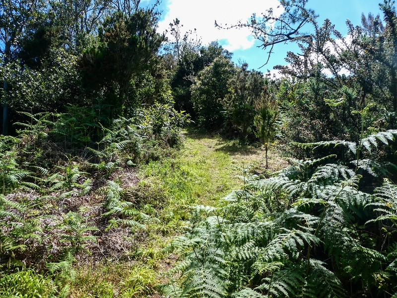 06.05.2019 Über den Pico da Coroa und die Boca do Risco — Weiter auf der steilen Vereda do Lombinho — Foto 14