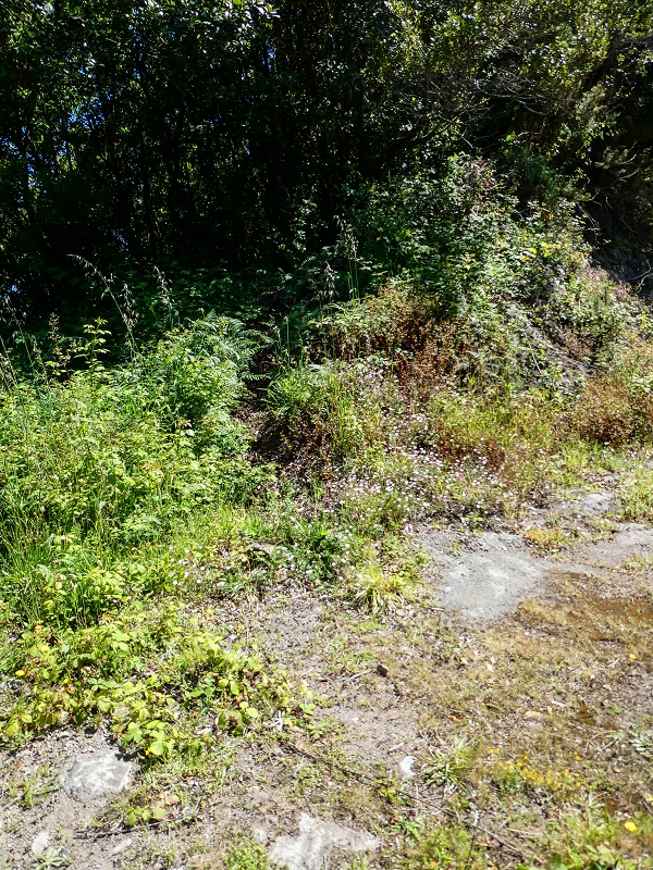 06.05.2019 Über den Pico da Coroa und die Boca do Risco — Weiter auf der Piste und dem schmalen Weg zum Cabeco da Lapa und Abstieg zum Caminho da Degolada — Foto 3