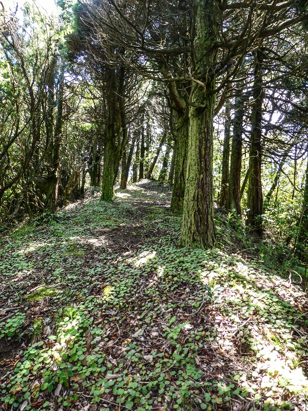06.05.2019 Über den Pico da Coroa und die Boca do Risco — Weiter auf der Piste und dem schmalen Weg zum Cabeco da Lapa und Abstieg zum Caminho da Degolada — Foto 6