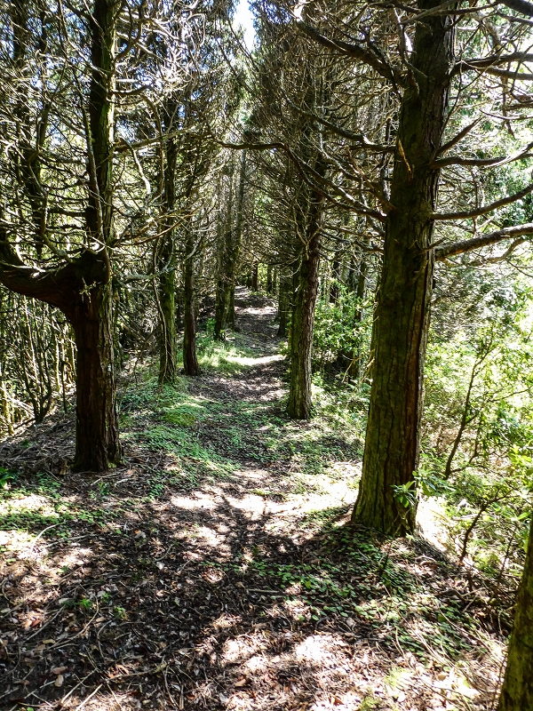 06.05.2019 Über den Pico da Coroa und die Boca do Risco — Weiter auf der Piste und dem schmalen Weg zum Cabeco da Lapa und Abstieg zum Caminho da Degolada — Foto 7