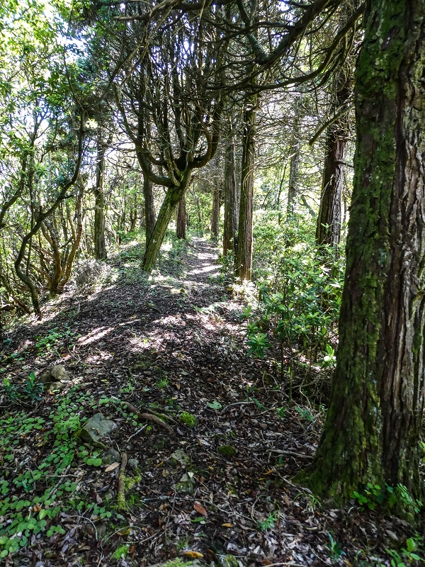 06.05.2019 Über den Pico da Coroa und die Boca do Risco — Weiter auf der Piste und dem schmalen Weg zum Cabeco da Lapa und Abstieg zum Caminho da Degolada — Foto 8