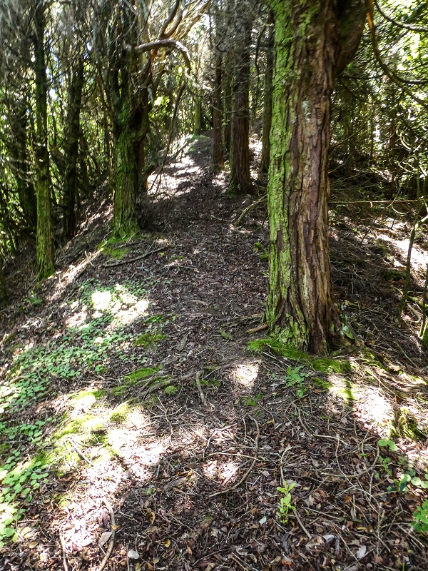06.05.2019 Über den Pico da Coroa und die Boca do Risco — Weiter auf der Piste und dem schmalen Weg zum Cabeco da Lapa und Abstieg zum Caminho da Degolada — Foto 9