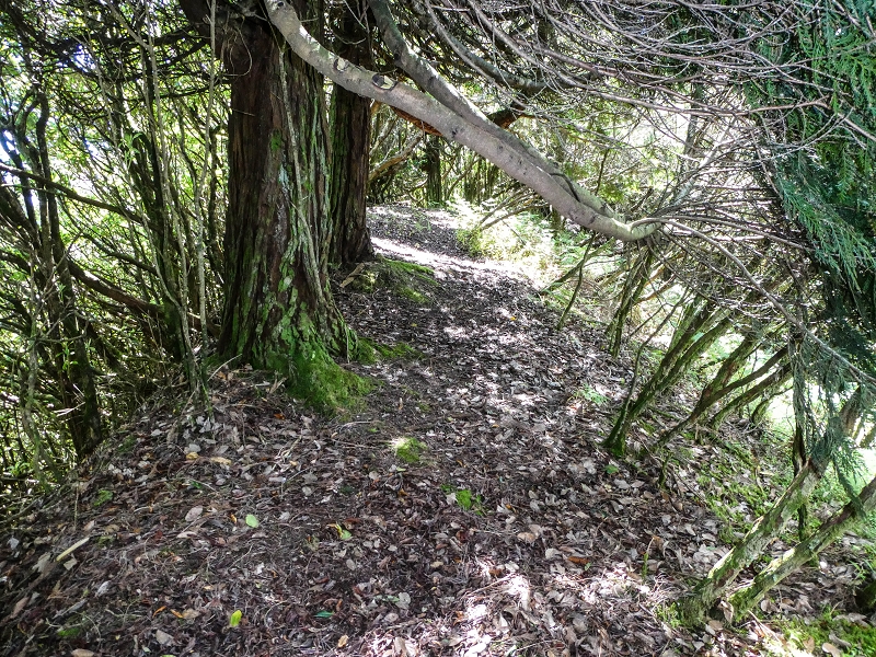 06.05.2019 Über den Pico da Coroa und die Boca do Risco — Weiter auf der Piste und dem schmalen Weg zum Cabeco da Lapa und Abstieg zum Caminho da Degolada — Foto 10