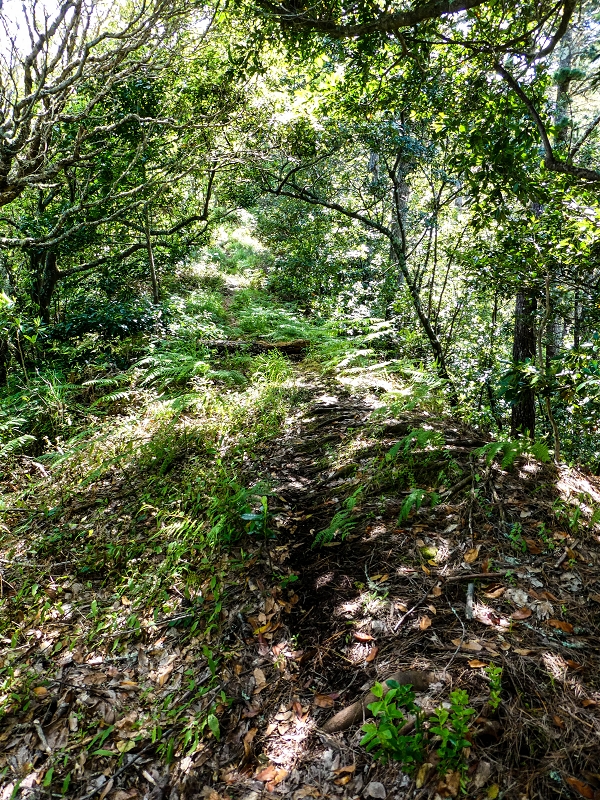 06.05.2019 Über den Pico da Coroa und die Boca do Risco — Zum Pico da Coroa und Abstieg über den Larano zur Casa das Funduras — Foto 3