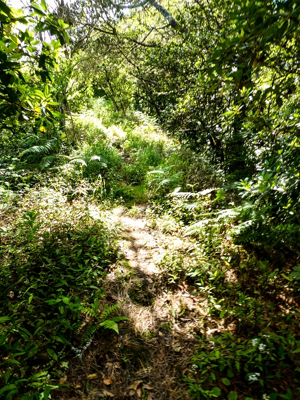 06.05.2019 Über den Pico da Coroa und die Boca do Risco — Zum Pico da Coroa und Abstieg über den Larano zur Casa das Funduras — Foto 4