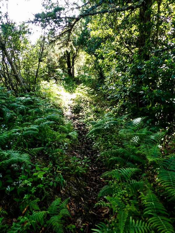 06.05.2019 Über den Pico da Coroa und die Boca do Risco — Zum Pico da Coroa und Abstieg über den Larano zur Casa das Funduras — Foto 5