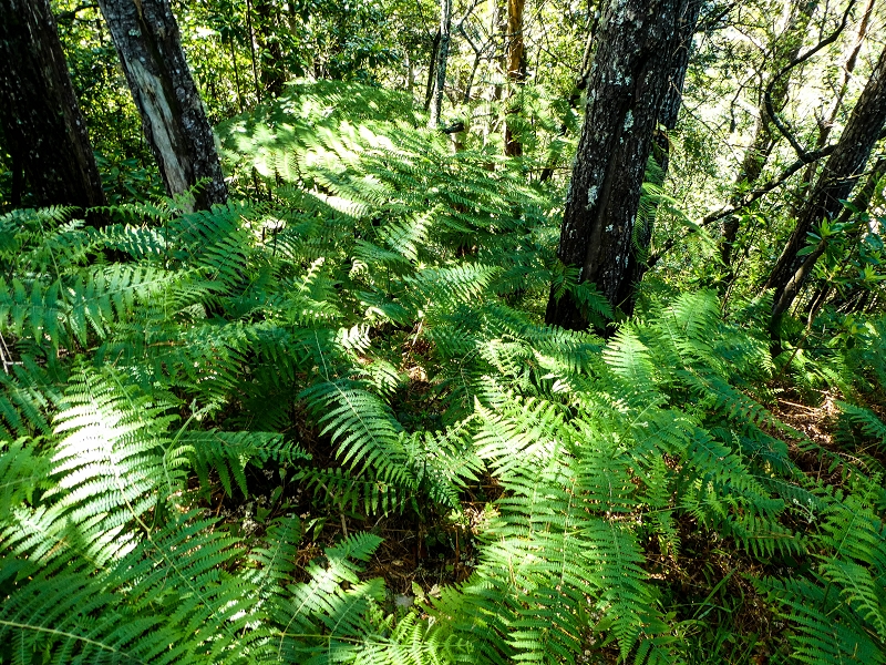 06.05.2019 Über den Pico da Coroa und die Boca do Risco — Zum Pico da Coroa und Abstieg über den Larano zur Casa das Funduras — Foto 6