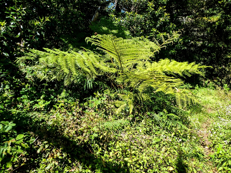06.05.2019 Über den Pico da Coroa und die Boca do Risco — Zum Pico da Coroa und Abstieg über den Larano zur Casa das Funduras — Foto 8