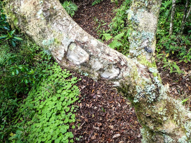 06.05.2019 Über den Pico da Coroa und die Boca do Risco — Zum Pico da Coroa und Abstieg über den Larano zur Casa das Funduras — Foto 9