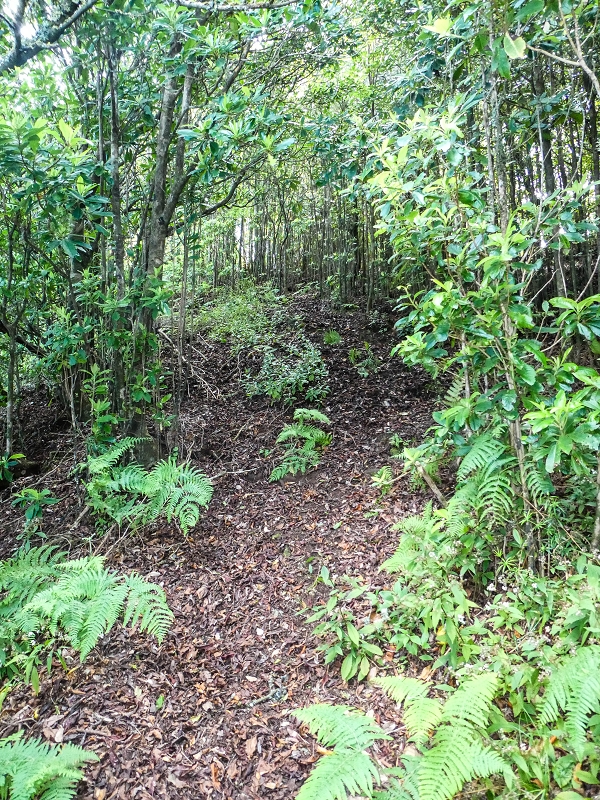 06.05.2019 Über den Pico da Coroa und die Boca do Risco — Zum Pico da Coroa und Abstieg über den Larano zur Casa das Funduras — Foto 10