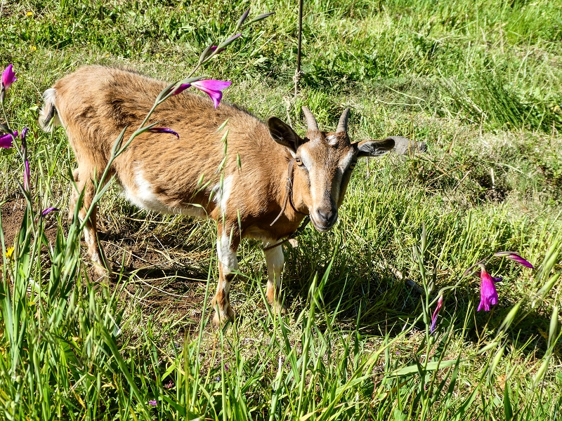 06.05.2019 Über den Pico da Coroa und die Boca do Risco — Von Maiata über Mostardal zur Levada da Fajazinha und zum Reservoir — Foto 7