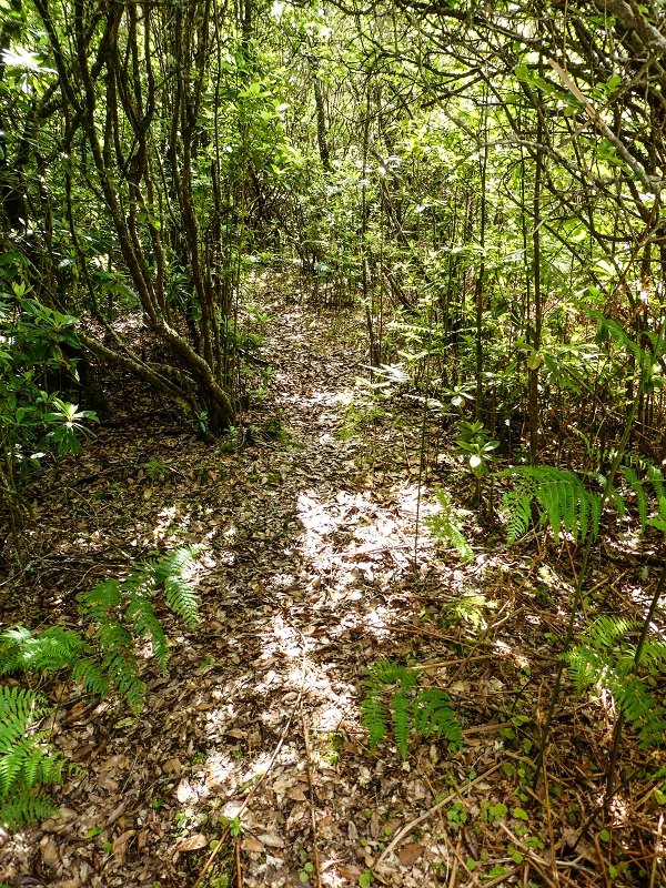 06.05.2019 Über den Pico da Coroa und die Boca do Risco — Zum Pico da Coroa und Abstieg über den Larano zur Casa das Funduras — Foto 14