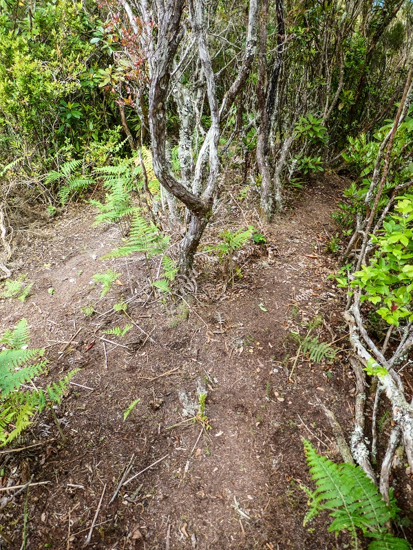 06.05.2019 Über den Pico da Coroa und die Boca do Risco — Zum Pico da Coroa und Abstieg über den Larano zur Casa das Funduras — Foto 15
