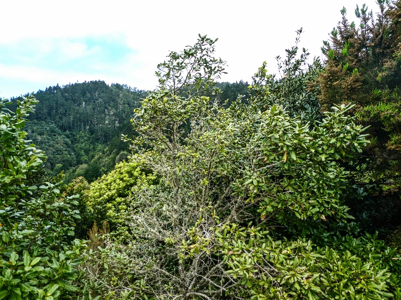 06.05.2019 Über den Pico da Coroa und die Boca do Risco — Auf dem Estrada Florestal da Serra das Funduras zu dessen Ende und zum Aussichtspunkt über Ribeira Seca — Foto 2