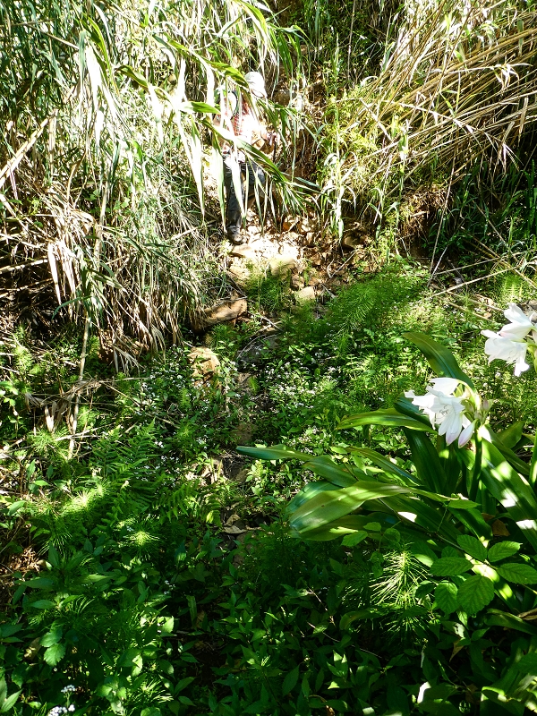 06.05.2019 Über den Pico da Coroa und die Boca do Risco — Von Maiata über Mostardal zur Levada da Fajazinha und zum Reservoir — Foto 8